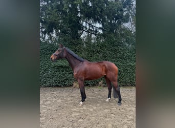 Hanoverian, Gelding, 12 years, 17 hh, Brown