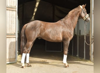 Hanoverian, Gelding, 12 years, 17 hh, Chestnut