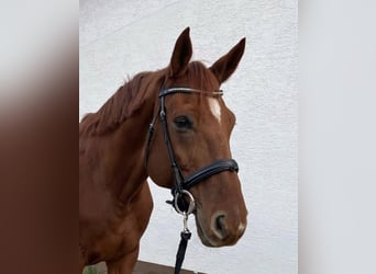 Hanoverian, Gelding, 12 years, 17 hh