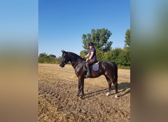 Hanoverian, Gelding, 12 years, 17 hh, Smoky-Black