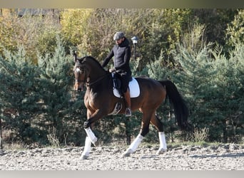 Hanoverian, Gelding, 12 years, 17,2 hh, Dun