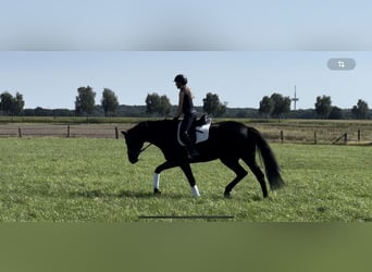 Hanoverian, Gelding, 12 years, 18 hh, Black