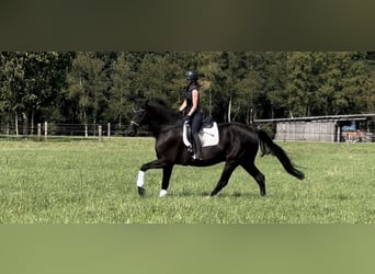 Hanoverian, Gelding, 12 years, 18 hh, Black