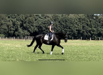 Hanoverian, Gelding, 12 years, 18 hh, Black