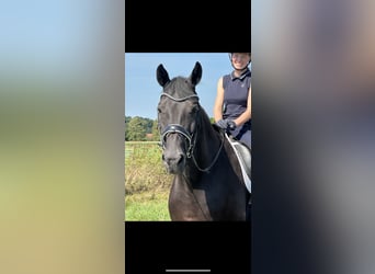 Hanoverian, Gelding, 12 years, 18 hh, Black