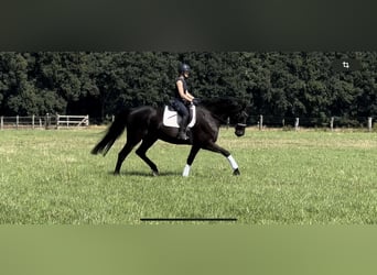 Hanoverian, Gelding, 12 years, 18 hh, Black