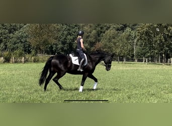 Hanoverian, Gelding, 12 years, 18 hh, Black