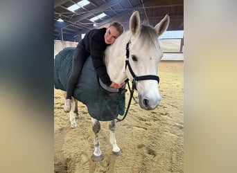 Hanoverian, Gelding, 13 years, 15.2 hh, White