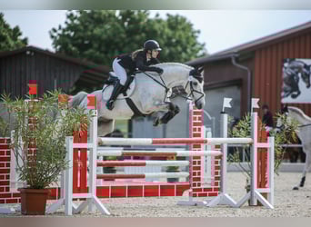 Hanoverian, Gelding, 13 years, 15,2 hh, Grey-Fleabitten