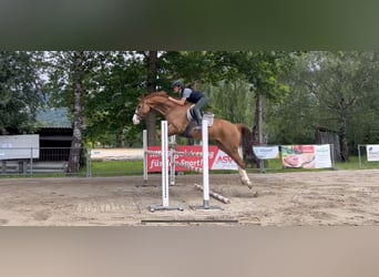 Hanoverian, Gelding, 13 years, 16.1 hh, Chestnut-Red