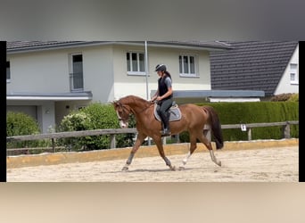 Hanoverian, Gelding, 13 years, 16.1 hh, Chestnut-Red