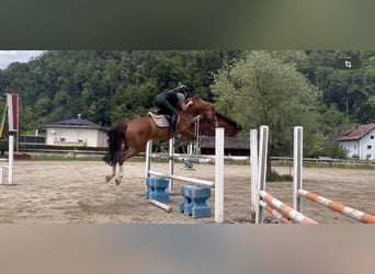 Hanoverian, Gelding, 13 years, 16.1 hh, Chestnut-Red