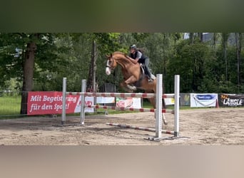 Hanoverian, Gelding, 13 years, 16.1 hh, Chestnut-Red