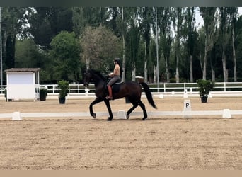 Hanoverian, Gelding, 13 years, 16,1 hh, Smoky-Black