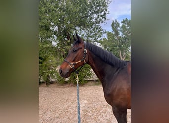 Hanoverian, Gelding, 13 years, 16,1 hh, Smoky-Black