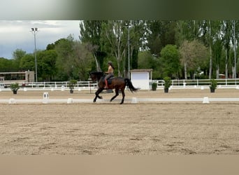 Hanoverian, Gelding, 13 years, 16,1 hh, Smoky-Black