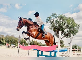 Hanoverian, Gelding, 13 years, 16,2 hh, Bay