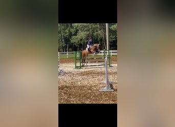 Hanoverian, Gelding, 13 years, 16,2 hh, Bay