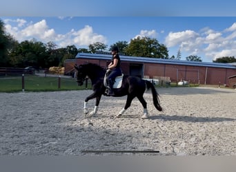 Hanoverian, Gelding, 13 years, 16.2 hh, Black