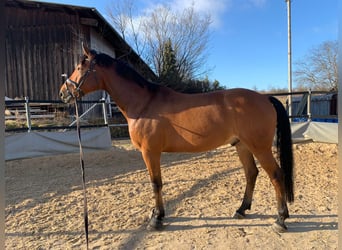 Hanoverian, Gelding, 13 years, 16,2 hh, Brown