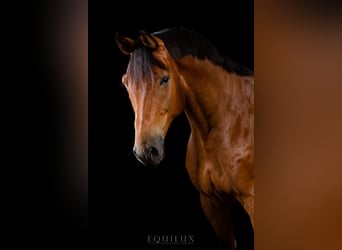 Hanoverian, Gelding, 13 years, 16.2 hh, Brown