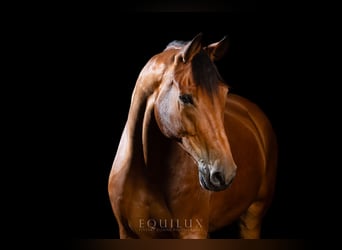 Hanoverian, Gelding, 13 years, 16.2 hh, Brown