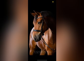 Hanoverian, Gelding, 13 years, 16.2 hh, Brown