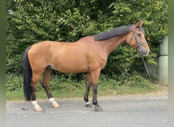 Hanoverian, Gelding, 13 years, 16.2 hh, Brown