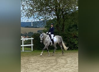Hanoverian, Gelding, 13 years, 16.2 hh, Gray-Dapple