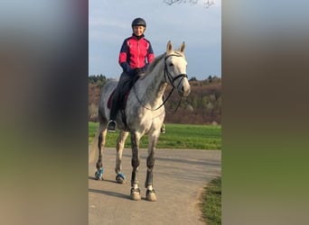 Hanoverian, Gelding, 13 years, 16.2 hh, Gray-Dapple