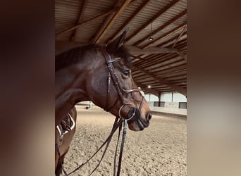 Hanoverian, Gelding, 13 years, 16,3 hh, Brown