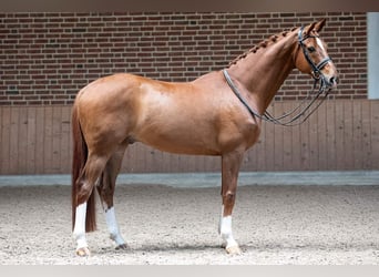 Hanoverian, Gelding, 13 years, 16.3 hh, Chestnut-Red