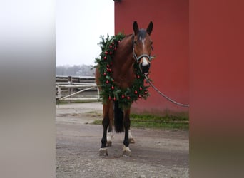 Hanoverian, Gelding, 13 years, 16,3 hh, Chestnut-Red