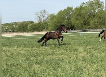 Hanoverian Mix, Gelding, 13 years, 16 hh, Bay-Dark