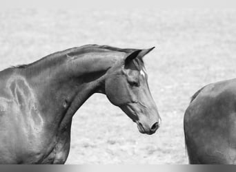 Hanoverian, Gelding, 13 years, 16 hh, Brown