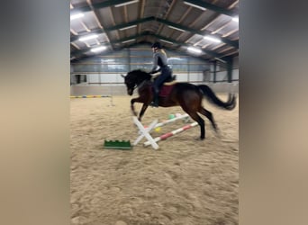 Hanoverian, Gelding, 13 years, 16 hh, Brown