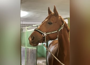 Hanoverian, Gelding, 13 years, 16 hh, Chestnut-Red