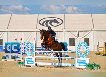 Hanoverian, Gelding, 13 years, 16,1 hh, Bay