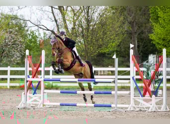 Hanoverian, Gelding, 13 years, 16,1 hh, Bay