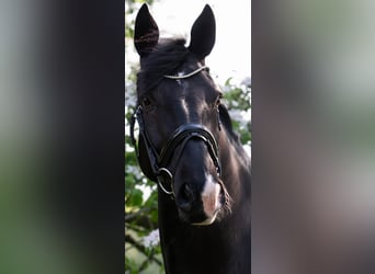 Hanoverian, Gelding, 13 years, 16,1 hh, Black