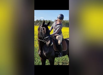 Hanoverian, Gelding, 13 years, 16,1 hh, Black
