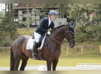Hanoverian, Gelding, 13 years, 16,1 hh, Black