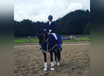Hanoverian, Gelding, 13 years, 16,1 hh, Black