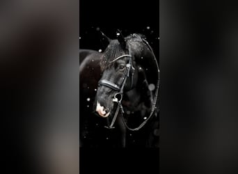 Hanoverian, Gelding, 13 years, 16,1 hh, Black