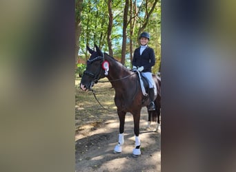 Hanoverian, Gelding, 13 years, 16,1 hh, Black