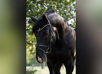 Hanoverian, Gelding, 13 years, 16,1 hh, Black