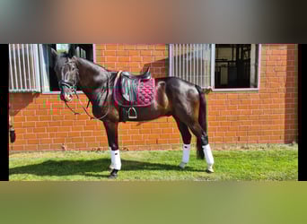 Hanoverian, Gelding, 13 years, 16,1 hh, Black