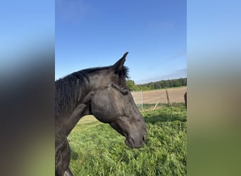 Hanoverian, Gelding, 13 years, 16,1 hh, Black