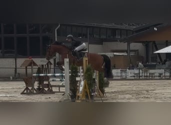 Hanoverian, Gelding, 13 years, 16,1 hh, Brown