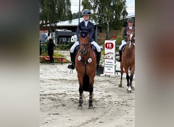 Hanoverian, Gelding, 13 years, 16,1 hh, Brown